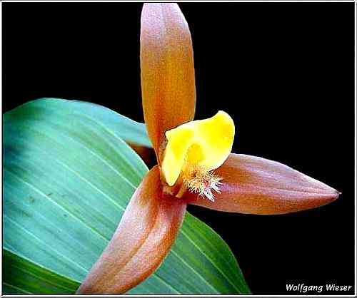 Lycaste lasioglossa